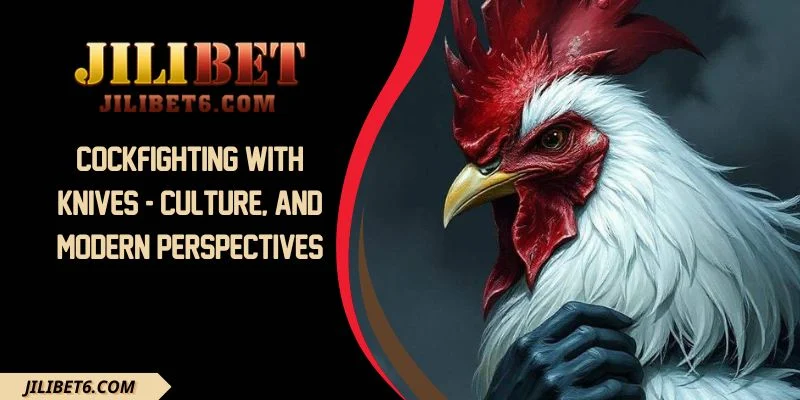 Cockfighting With Knives - Culture, And Modern Perspectives
