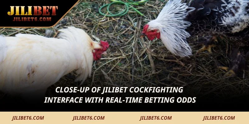 Close-up of JILIBET cockfighting interface with real-time betting odds