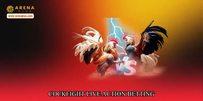 Cockfight live action betting
